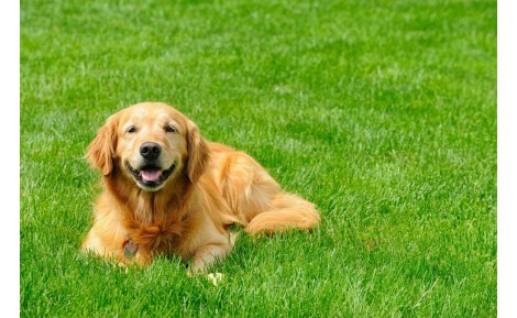 Animaux de Compagnie et Gazon Synthétique