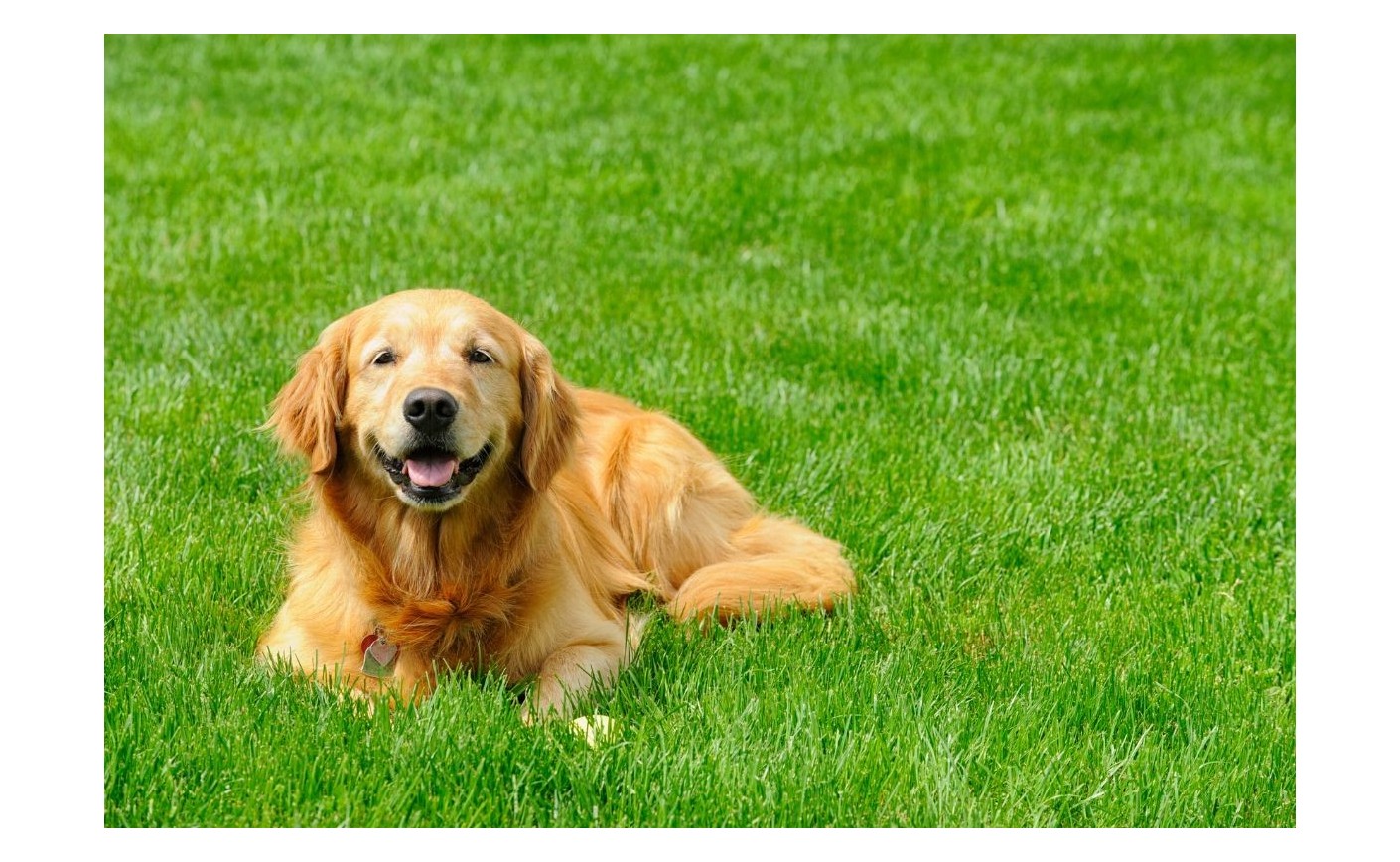 Animaux de Compagnie et Gazon Synthétique